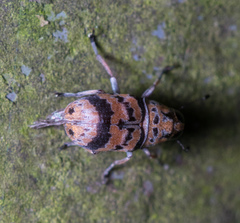 Tropiderini