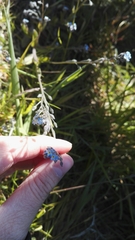 Myosotis ramosissima