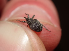 Mogulones geographicus