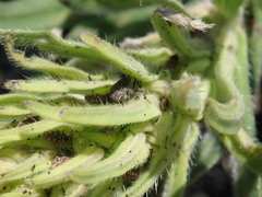 Mogulones geographicus