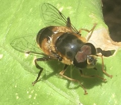 Eristalis pertinax