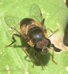 Eristalis pertinax