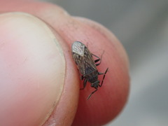 Peritrechus geniculatus