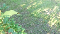 Prodasineura croconota