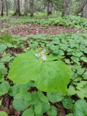Trillium tschonoskii