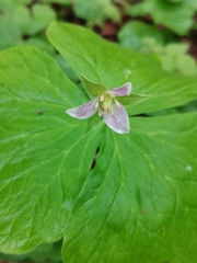Trillium tschonoskii