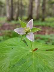 Trillium tschonoskii