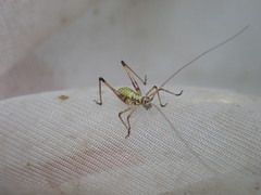 Phaneroptera falcata