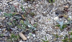 Pilosella castellana