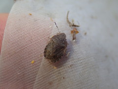 Sciocoris homalonotus