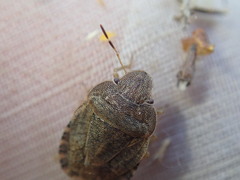 Sciocoris homalonotus
