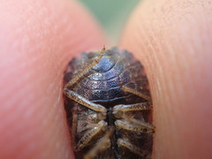Sciocoris homalonotus