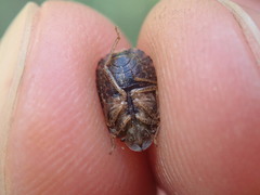 Sciocoris homalonotus