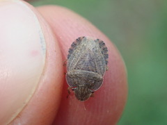 Sciocoris homalonotus