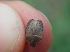 Sciocoris homalonotus
