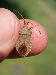 Coreus marginatus