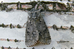 Acronicta menyanthidis