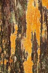 Gloeoporellus merulinus