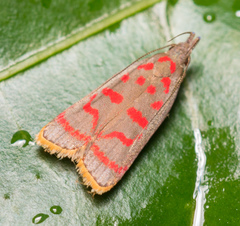 Dichomeris sandycitis