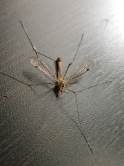 Nephrotoma appendiculata