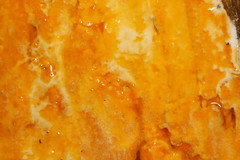 Gloeoporellus merulinus