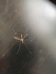 Nephrotoma appendiculata