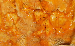 Gloeoporellus merulinus