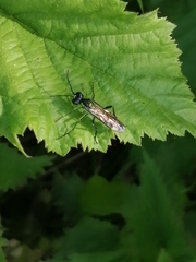 Tenthredo mesomela