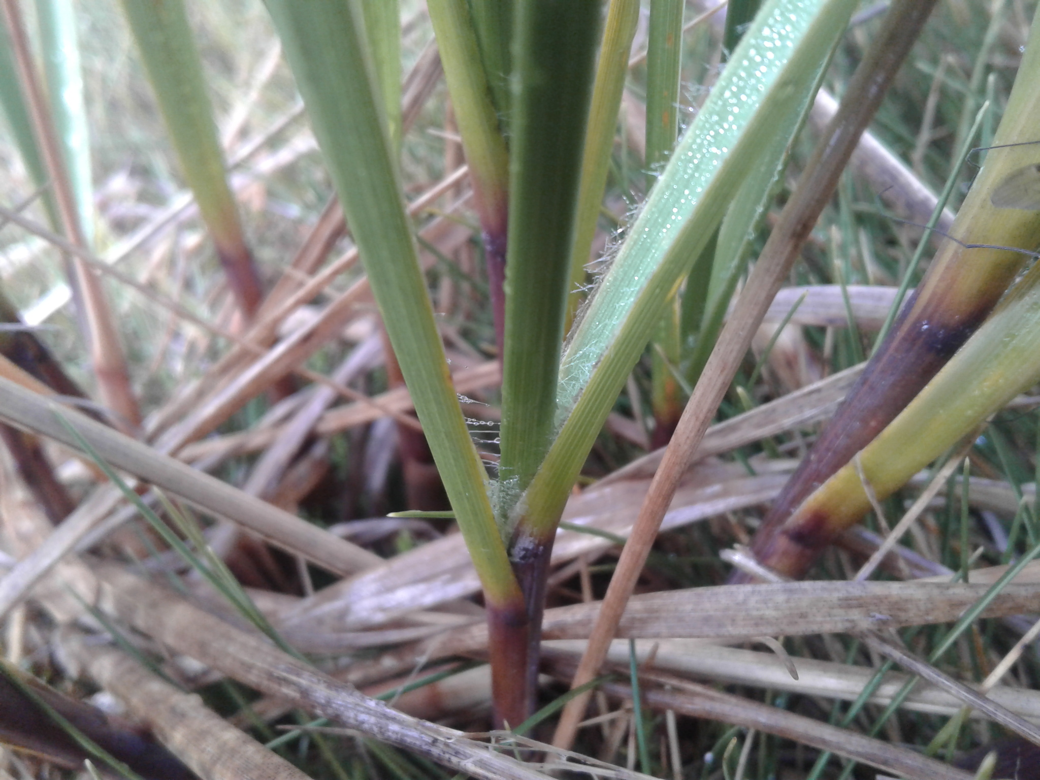 Chionochloa flavescens ssp. hirta