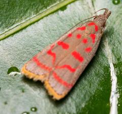 Dichomeris sandycitis