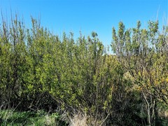 Salix viminalis