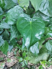 Alocasia cucullata