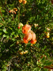 Hermannia ternifolia