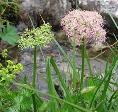 Mutellina purpurea