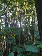 Bambusa stenostachya