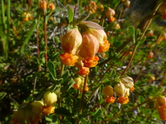 Hermannia ternifolia