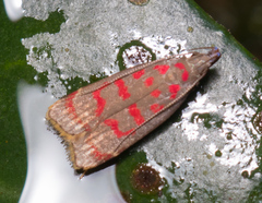 Dichomeris sandycitis