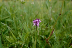 Neotinea tridentata tridentata