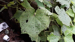 Luffa aegyptiaca