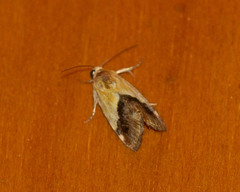 Acontia thapsina