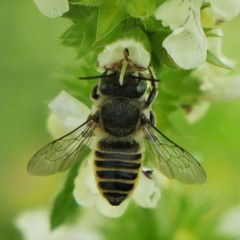 Megachile argentata