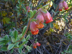 Hermannia ternifolia