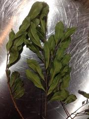 Planchonella costata