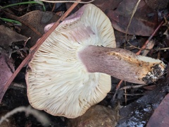 Leucopaxillus lilacinus