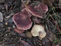 Leucopaxillus lilacinus