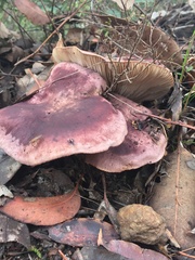 Leucopaxillus lilacinus