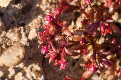 Crassula solieri