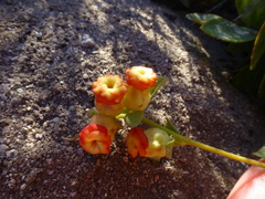 Hermannia ternifolia