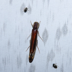 Lymexylidae