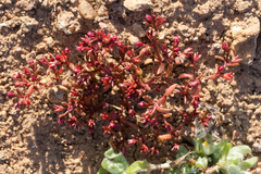 Crassula solieri